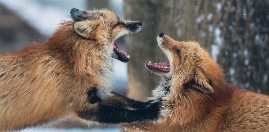 two foxes playing