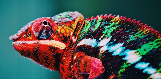chameleon