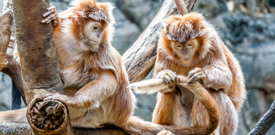 a monkey cleaning another monkeys tail