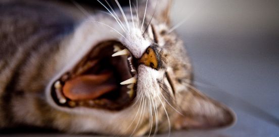 cat yawning