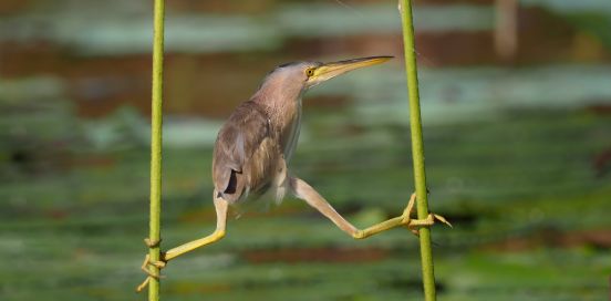 bird in between two twigs