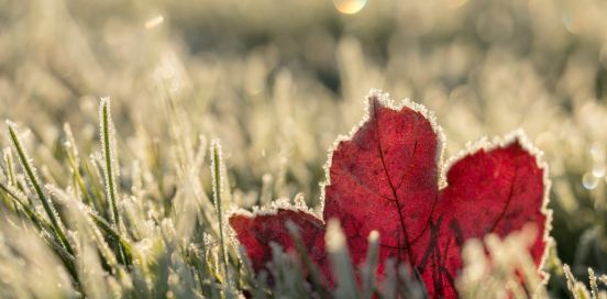 frost on a red maple leaf