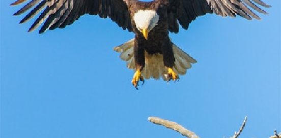 eagle