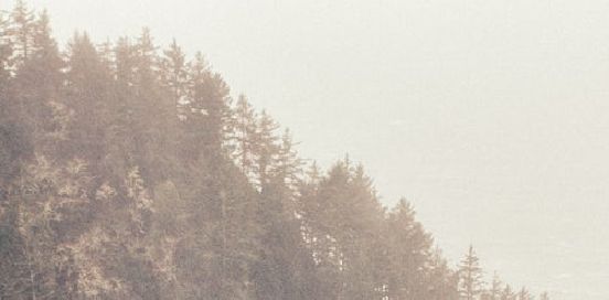 trees fog