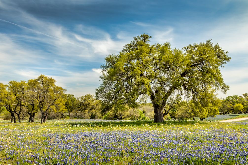 Texas Spring Landscape
