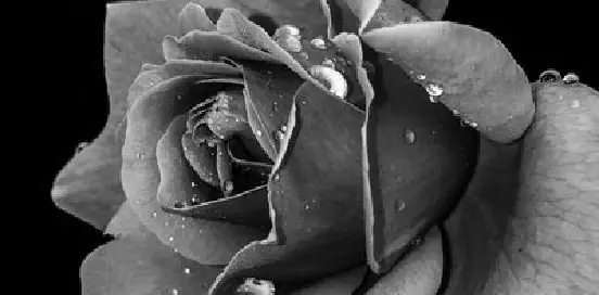 water droplets on rose